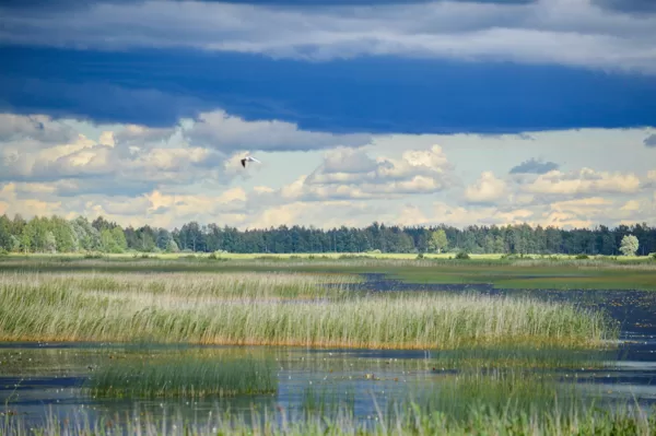 Lubana wetland complex
